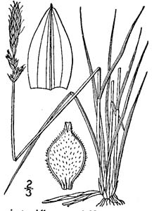 Pennsylvania Sedge /
Carex pennsylvanica